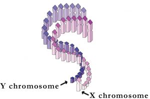 Genome_Chromosomes