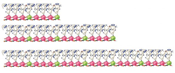 DNA Repeat and Match